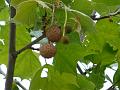 London Plane Tree